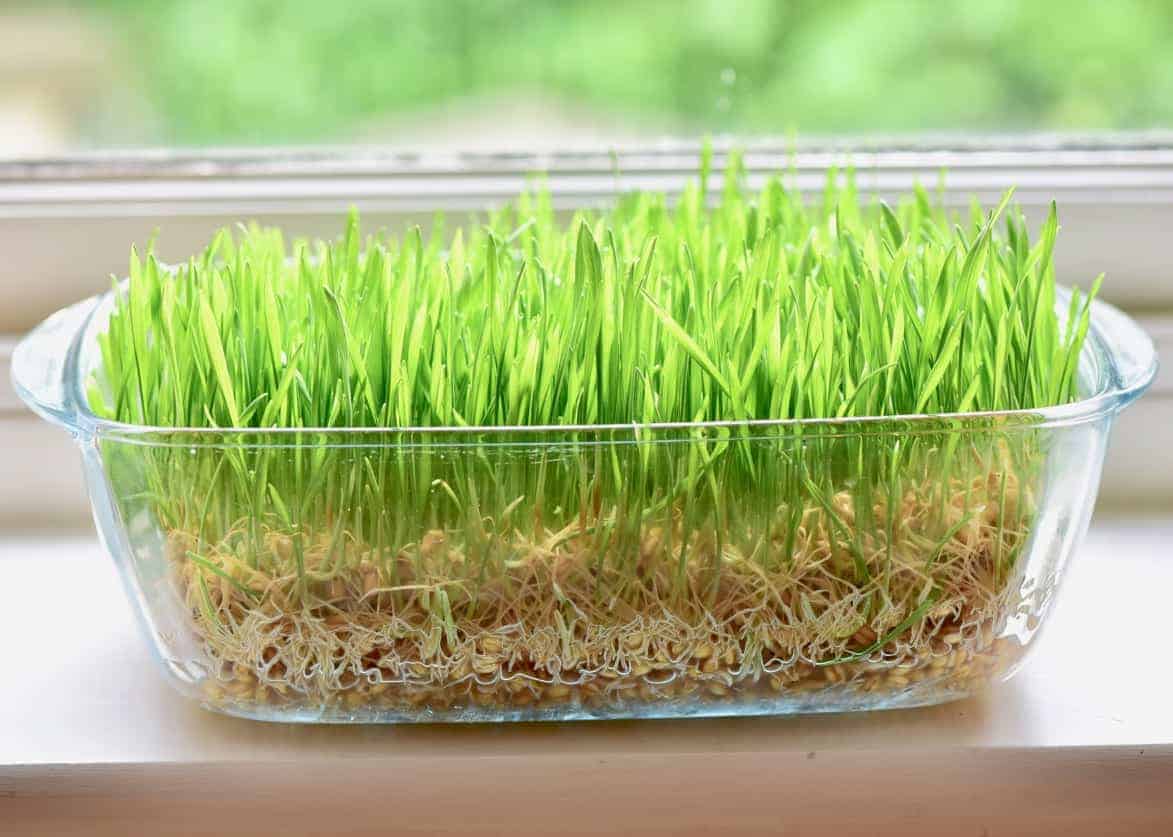Freshly grown greens