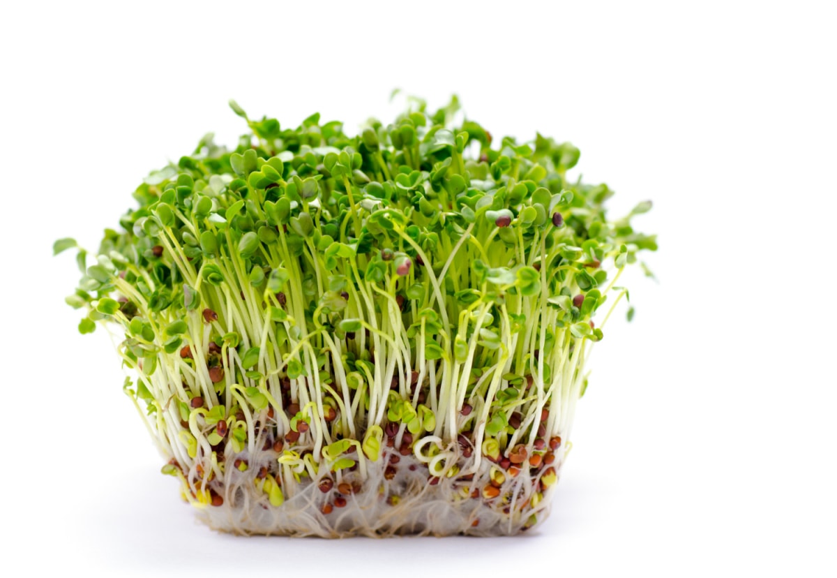Alfalfa